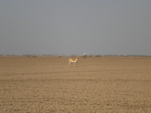 Indian Wild Ass on the Little Rann of Kutch